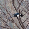 black-billed-magpie-bumthangself-foto