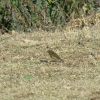 slaty-backed-flycatcher-wangdiself-foto