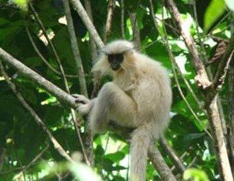 Golden Langur is restricted to Bhutan and we find it near Zhemgang